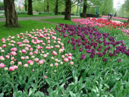 Keukenhof (81)